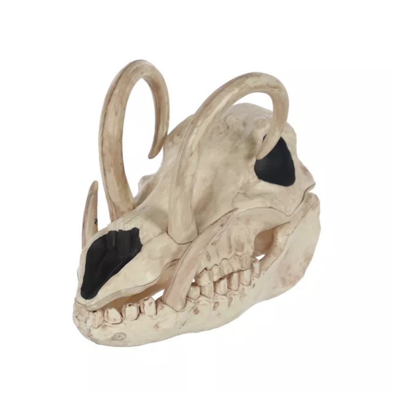 Boar Skull