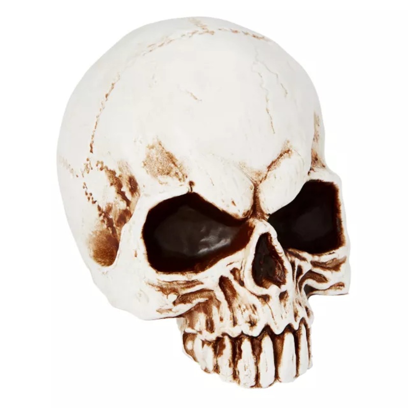 Jawless Skull