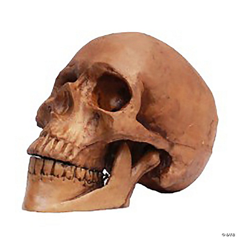 5 1/2 Small Skull Resin Cranium Halloween Decoration
